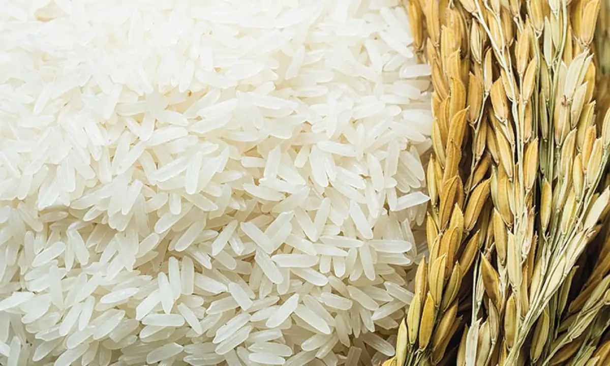 نشرة أسعار أرز الشعير اليوم الثلاثاء 19-12-2023 بمصر