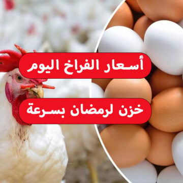 خزن بسرعة.. تراجع أسعار الدواجن اليوم وسعر كرتونة البيض في السوق 2024