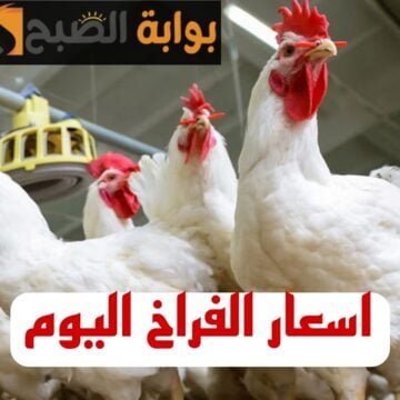 تعرف على اخر اسعار الفراخ والبيض اليوم الجمعه 2 فبراير!!