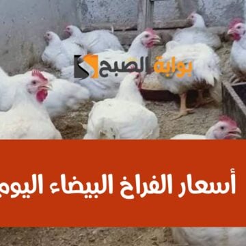 بكام الفرخة يا عم… أسعار الفراخ اليوم الجمعة 2 فبراير 2024 في محلات الدواجن والمزارع!!