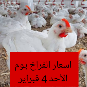 “بكام الفراخ ياعم”.. اسعار الفراخ والبيض اليوم الاحد 4 فبراير 2024