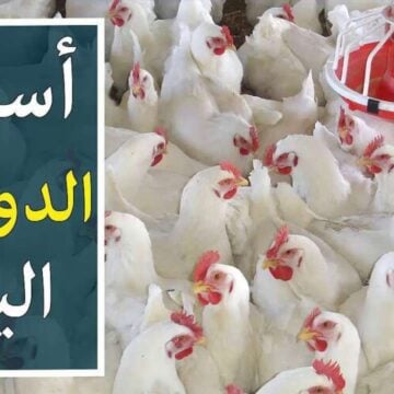 مفاجأة جديدة في أسعار الدواجن اليوم الثلاثاء 6/2/2024 في تعاملات الأسواق المصرية للمستهلك