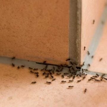 مش هيرجع تاني.. طريقة للتخلص من النمل في المطبخ بمكونات موجودة في المنزل