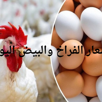بعد الانخفاض الأخير.. أسعار الفراخ اليوم الأربعاء 1 مايو 2024 وسعر البيض في بورصة الدواجن والأسواق