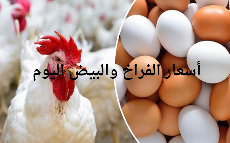 بعد الانخفاض الأخير.. أسعار الفراخ اليوم الأربعاء 1 مايو 2024 وسعر البيض في بورصة الدواجن والأسواق
