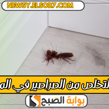 “ودعي الحشرات” طرق التخلص من الصراصير في المطبخ بمكونات من البيت وغير ضارة